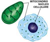 mitochondrion and cell nucleus diagram