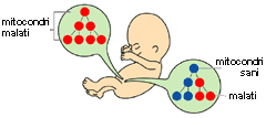 If mutations occur early in the germ line, they affect many "offspring" of the germ cells.  If mutations occur later, they affect fewer cells.